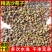 【假一赔四】真品正宗优质沙苑子官方正品特级沙苑子