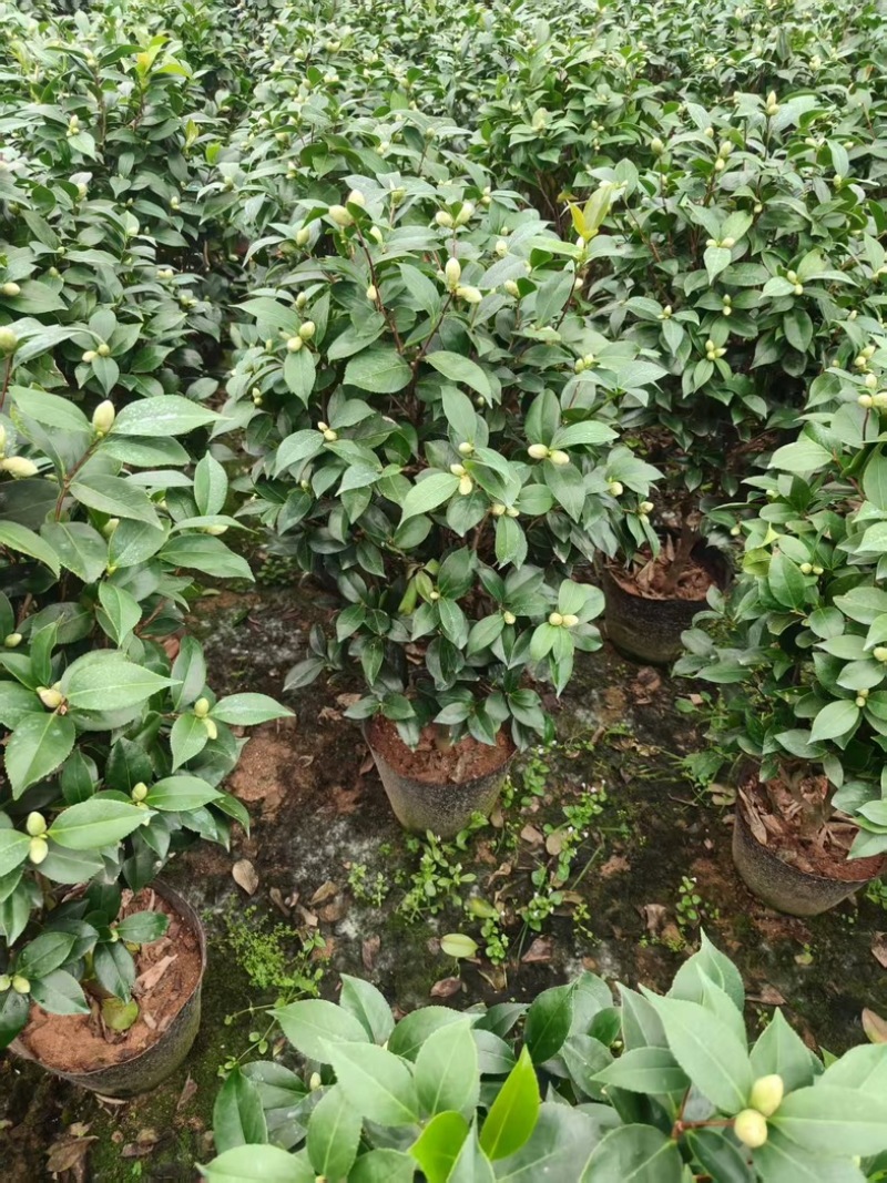 红赤丹茶花品质保证服务周到价格美丽欢迎联系