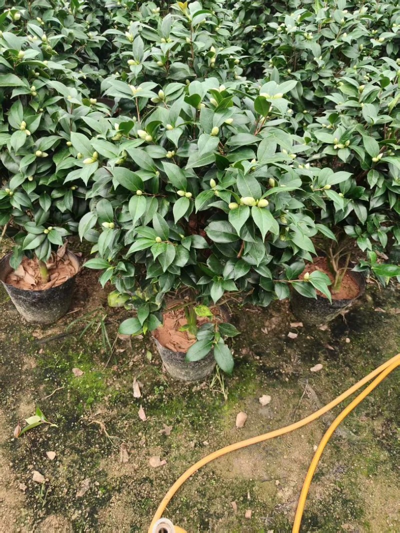 红赤丹茶花品质保证服务周到价格美丽欢迎联系