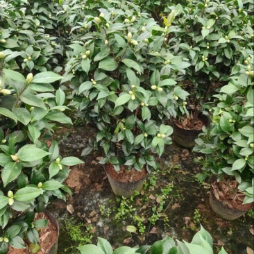 红赤丹茶花品质保证服务周到价格美丽欢迎联系