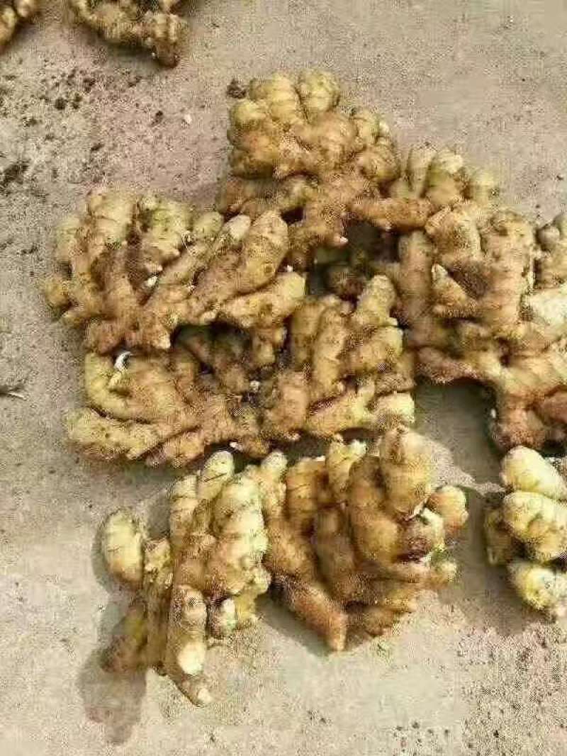 临沂本地今年新小黄姜现挖现发毛货净货都有无断头开裂