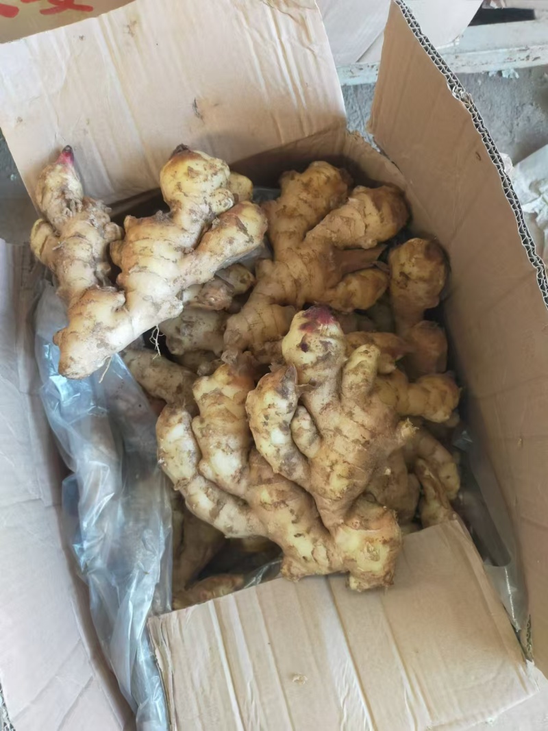 临沂本地今年新小黄姜现挖现发毛货净货都有无断头开裂