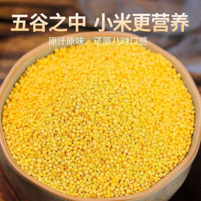 黄小米赤峰k1黄金苗厂家直销规格齐全量大质优