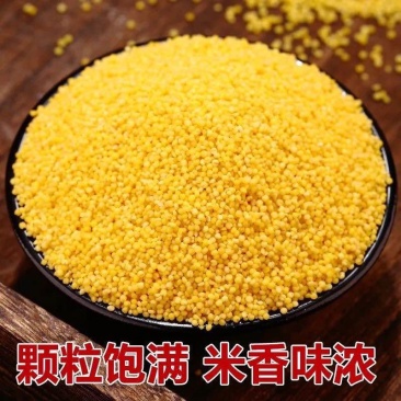 黄小米赤峰k1黄金苗厂家直销规格齐全量大质优