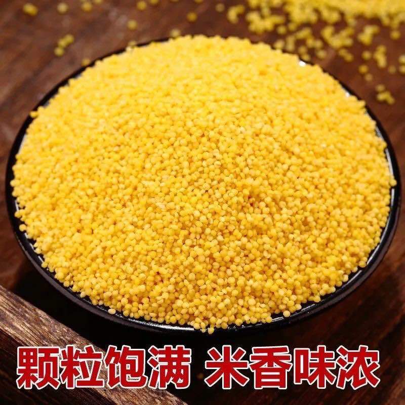黄小米赤峰k1黄金苗厂家直销规格齐全量大质优