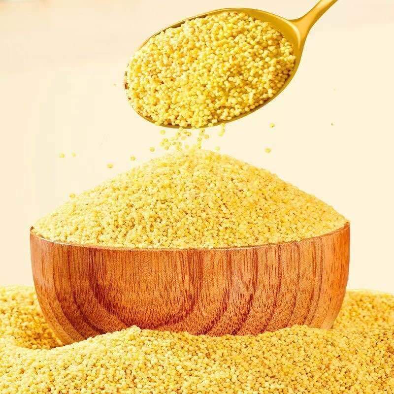 黄小米赤峰k1黄金苗厂家直销规格齐全量大质优