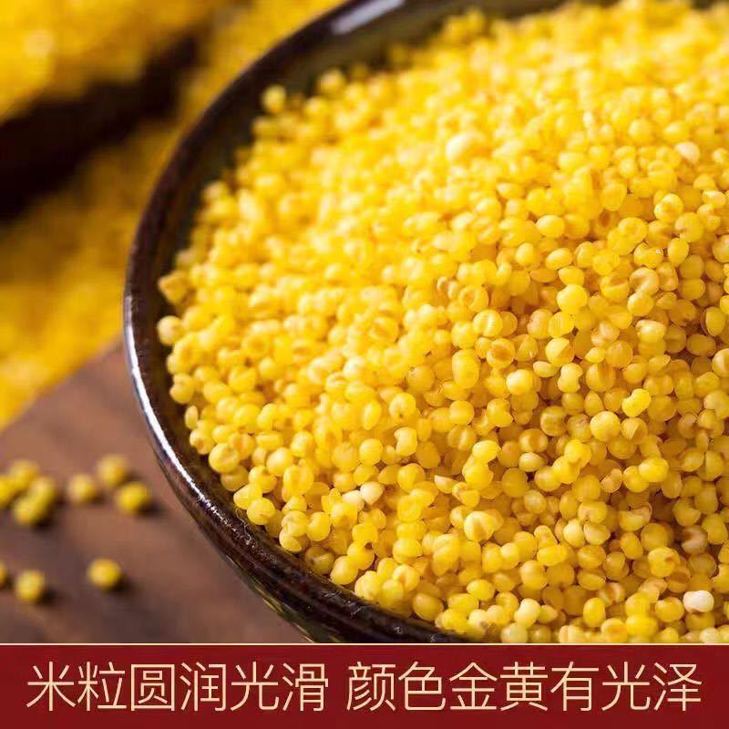 黄小米赤峰k1黄金苗厂家直销规格齐全量大质优