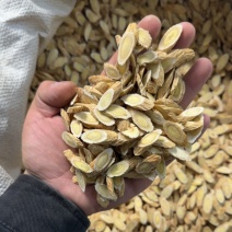 甘肃岷县黄芪量大从优质量无忧。很难得的一款黄芪片。