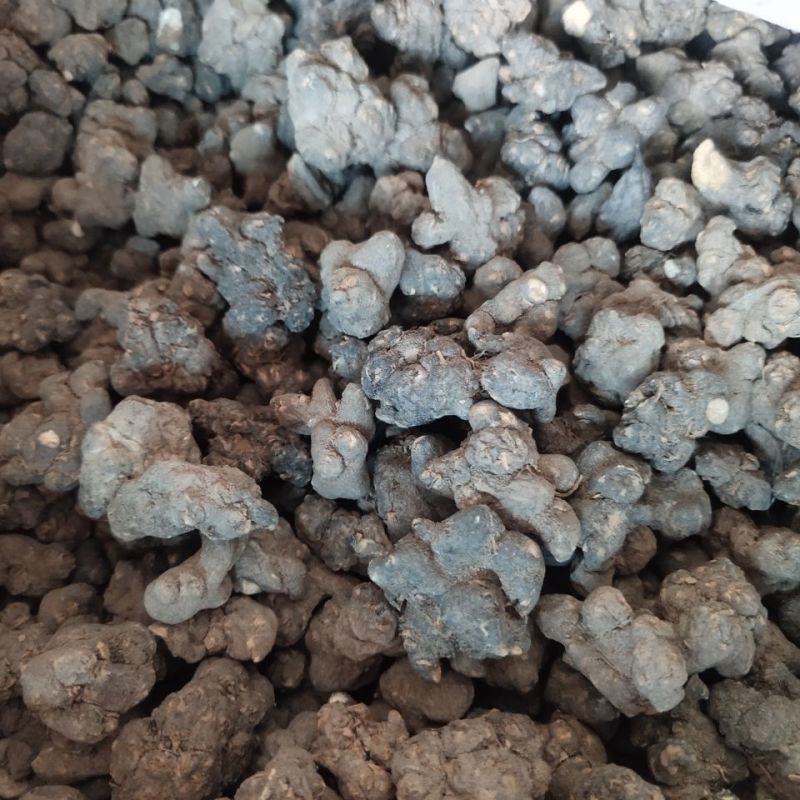 夏天无中药材一粒金丹正品飞来牡丹伏地延胡索落水