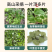 【假一赔十】甘肃野生小叶淫羊藿中药材正品整棵三支九叶草