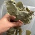 【假一赔十】甘肃野生小叶淫羊藿中药材正品整棵三支九叶草