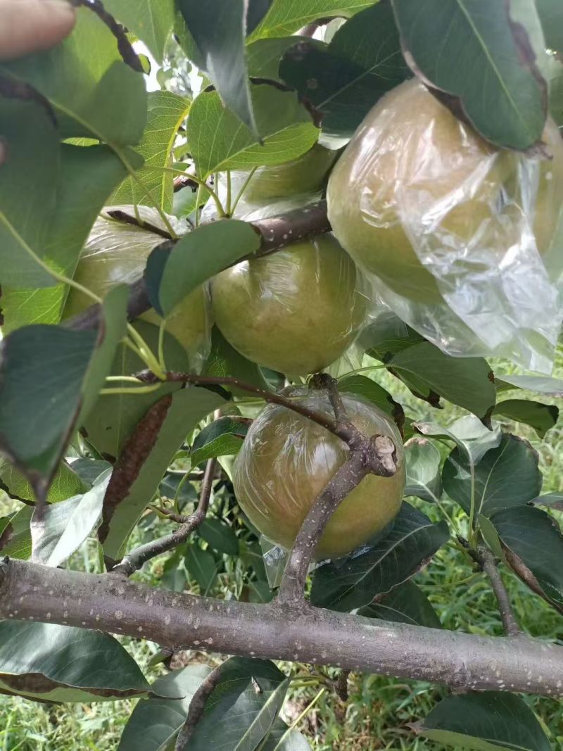酥梨/玉露香梨/陕西渭南蒲城县酥梨种植基地直供