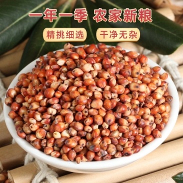 高粱东北澳洲高粱糯高粱规格齐全厂家直销常年供货