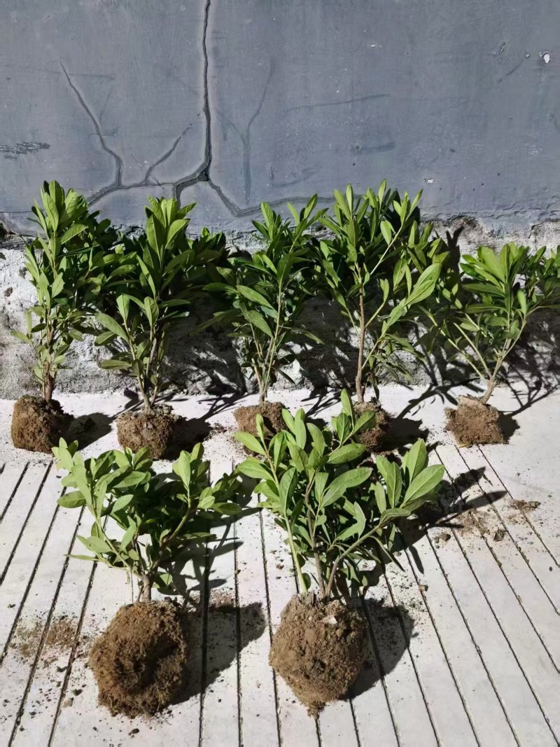 浙江宁波毛娟大量有货/精品毛娟适用于园林景观量大优惠