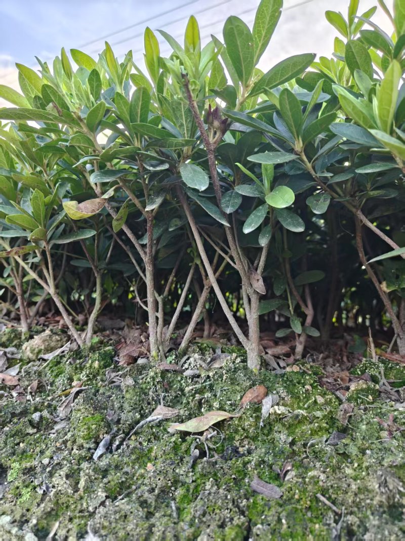 浙江宁波毛娟大量有货/精品毛娟适用于园林景观量大优惠