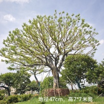 2509特选单杆多杆丛生矮分枝铁冬青红果冬青
