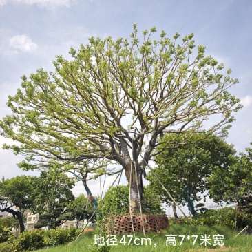 2509特选单杆多杆丛生矮分枝铁冬青红果冬青