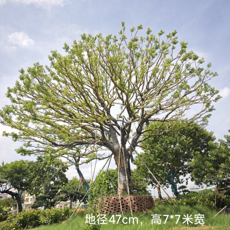 2509特选单杆多杆丛生矮分枝铁冬青红果冬青