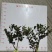 浙江宁波茶梅小毛球货源充足/精品茶梅毛球对接全国量大优惠