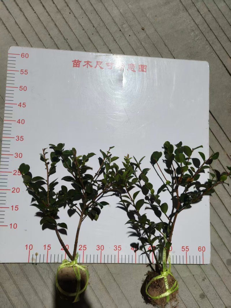 浙江宁波茶梅小毛球货源充足/精品茶梅毛球对接全国量大优惠
