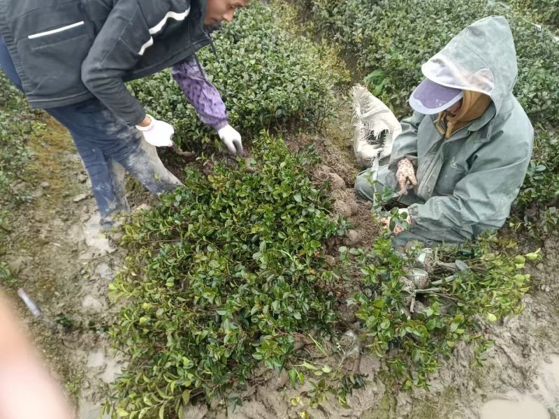 浙江宁波茶梅小毛球货源充足/精品茶梅毛球对接全国量大优惠