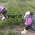 浙江宁波茶梅小毛球货源充足/精品茶梅毛球对接全国量大优惠