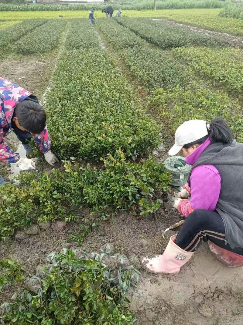 浙江宁波茶梅小毛球货源充足/精品茶梅毛球对接全国量大优惠
