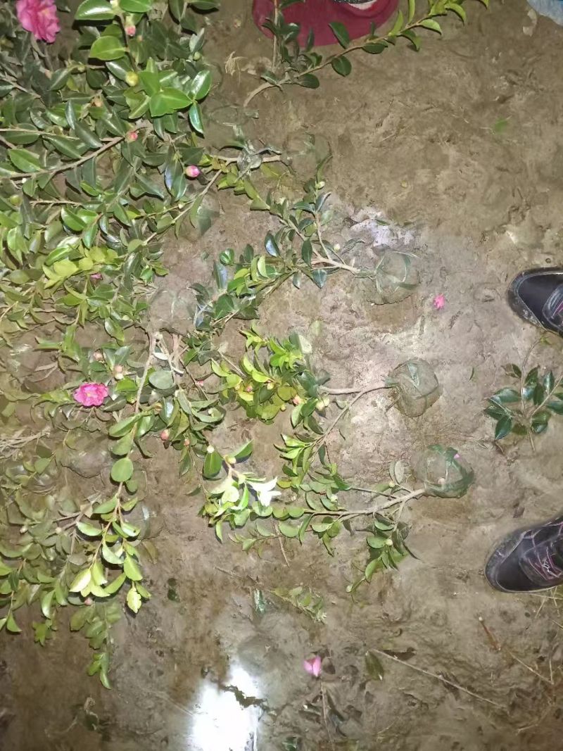 浙江宁波茶梅小毛球货源充足/精品茶梅毛球对接全国量大优惠