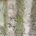浙江宁波茶梅小毛球货源充足/精品茶梅毛球对接全国量大优惠