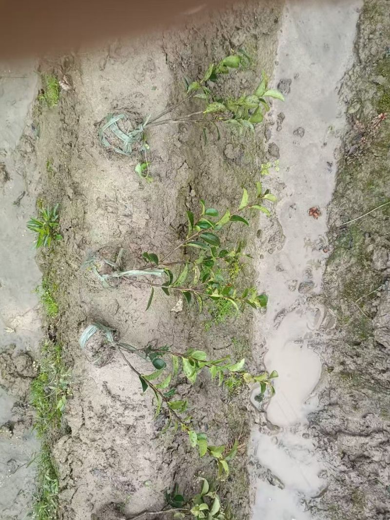 浙江宁波茶梅小毛球货源充足/精品茶梅毛球对接全国量大优惠