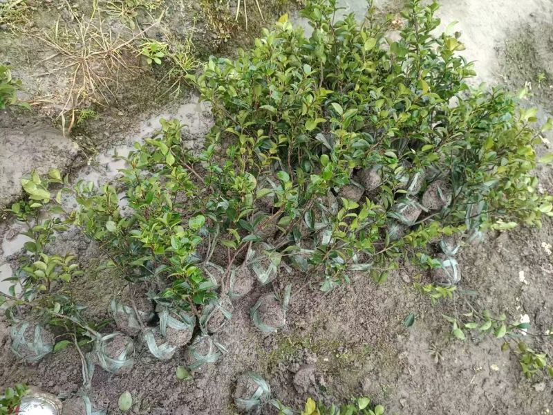 浙江宁波茶梅小毛球货源充足/精品茶梅毛球对接全国量大优惠