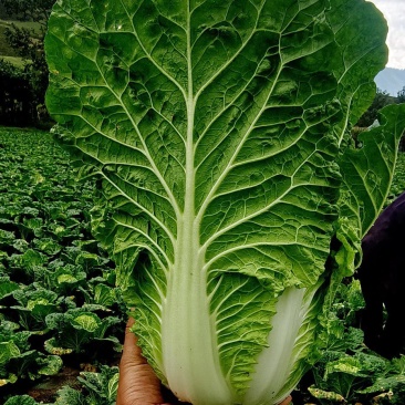 高山黄心大白菜以上市