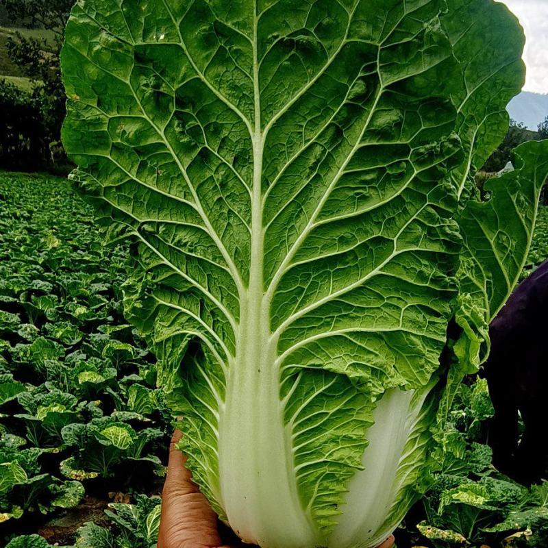 高山黄心大白菜以上市