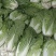高山黄心大白菜以上市