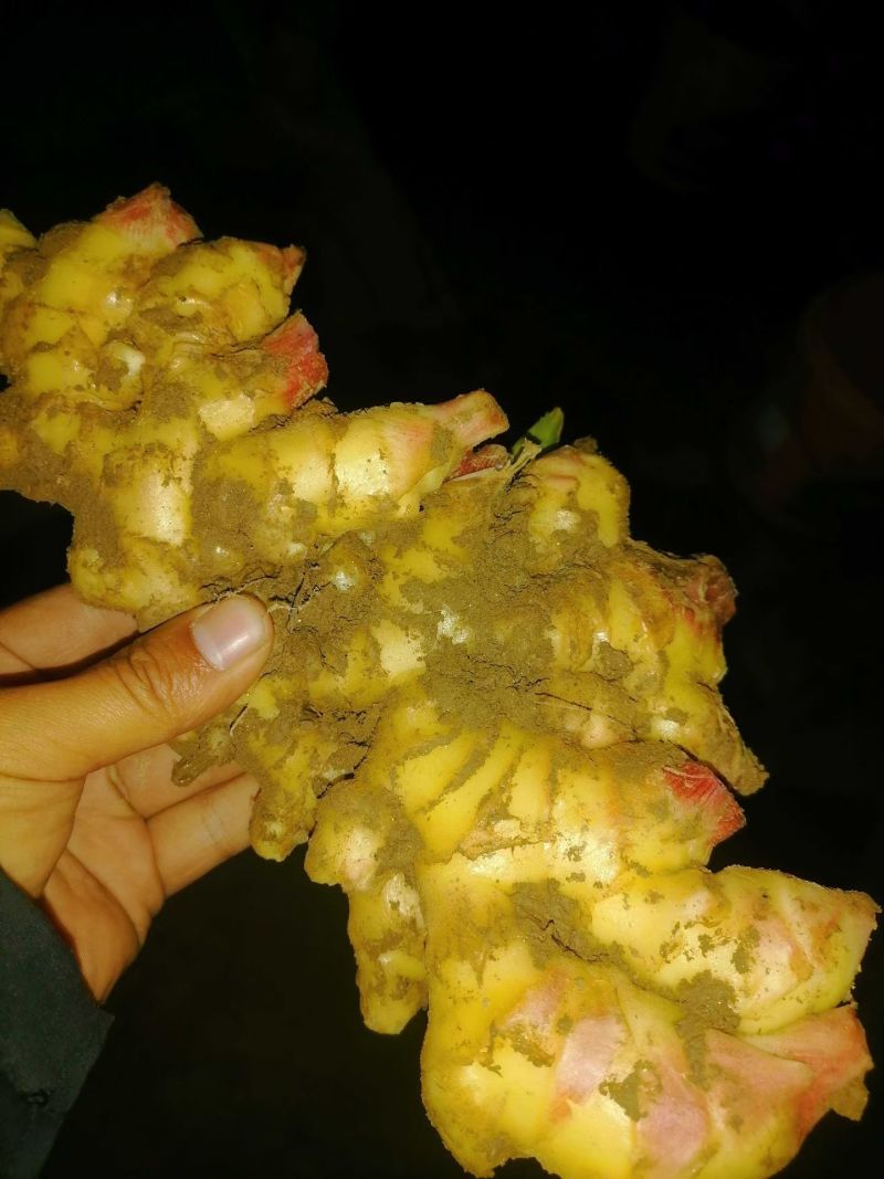 精品生姜产地直销一手货源质量保证诚信第一