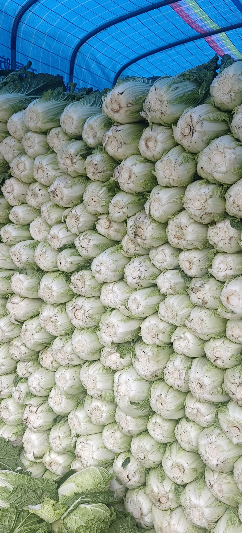 高山黄心大白菜以上市