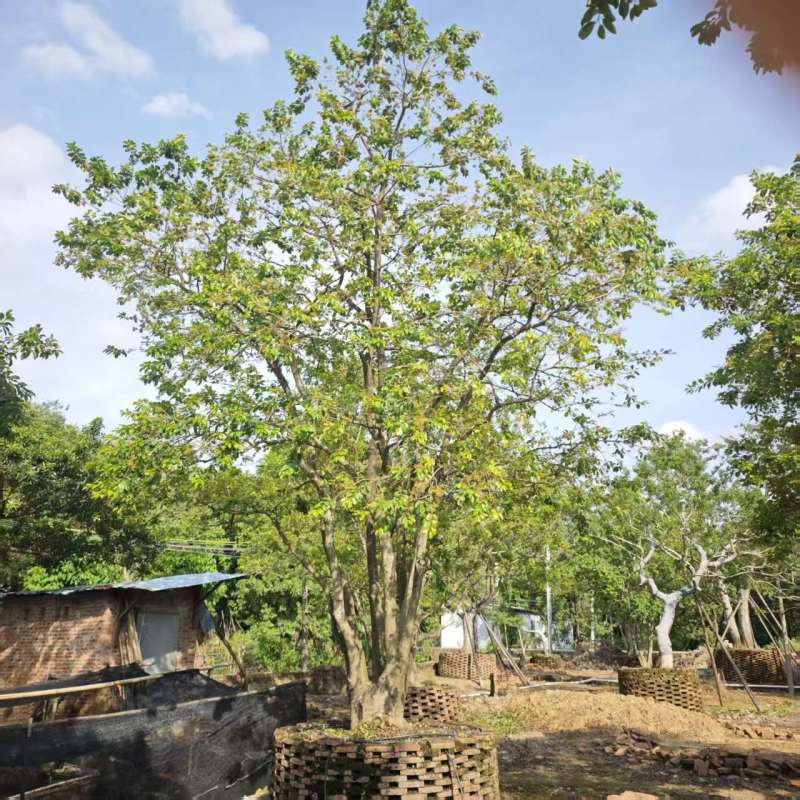 2509特选单杆多杆丛生矮分枝铁冬青红果冬青