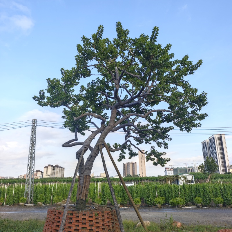 2509特选单杆多杆丛生矮分枝铁冬青红果冬青