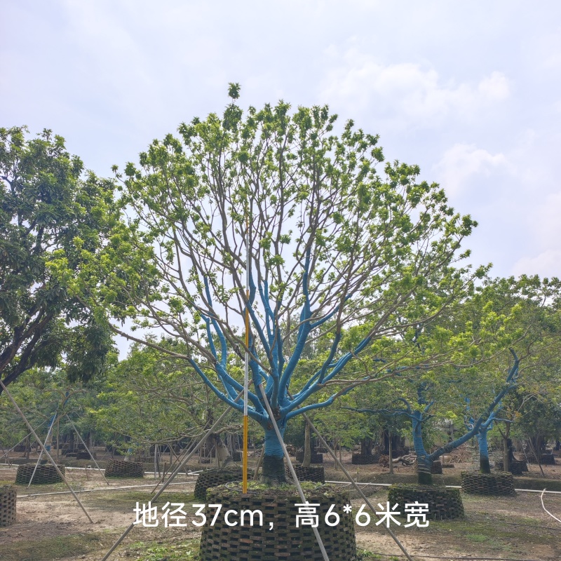 2509特选单杆多杆丛生矮分枝铁冬青红果冬青