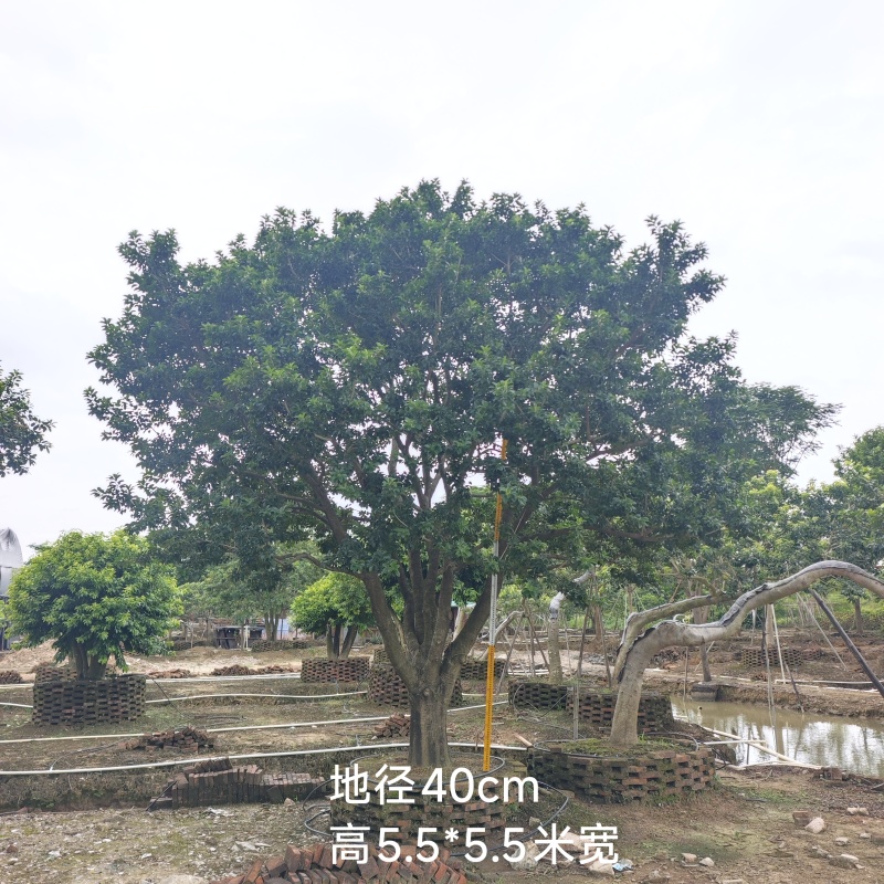 2509特选单杆多杆丛生矮分枝铁冬青红果冬青