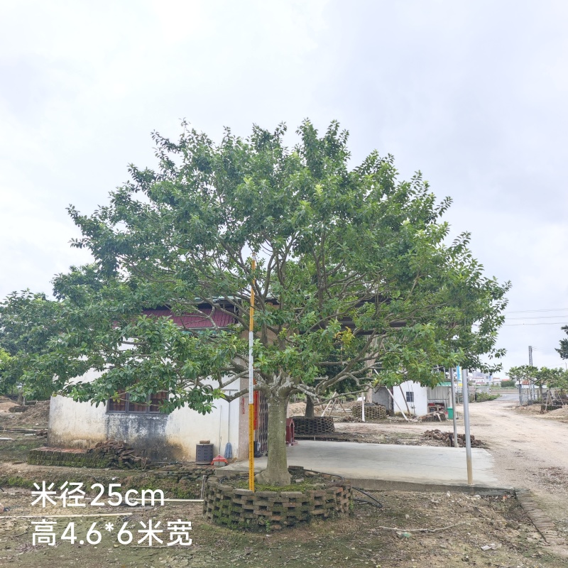 2509特选单杆多杆丛生矮分枝铁冬青红果冬青