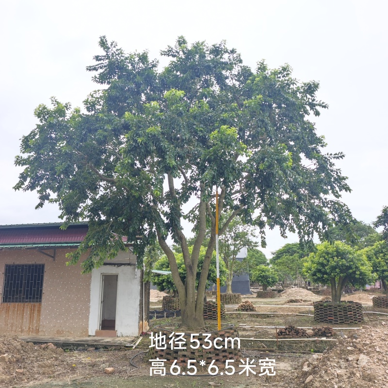 2509特选单杆多杆丛生矮分枝铁冬青红果冬青