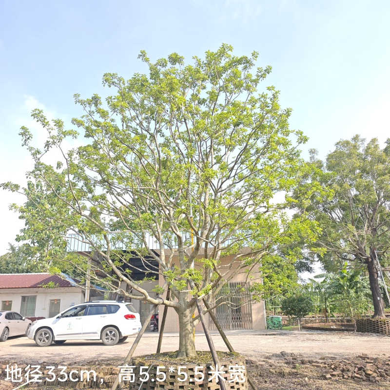 2509特选单杆多杆丛生矮分枝铁冬青红果冬青