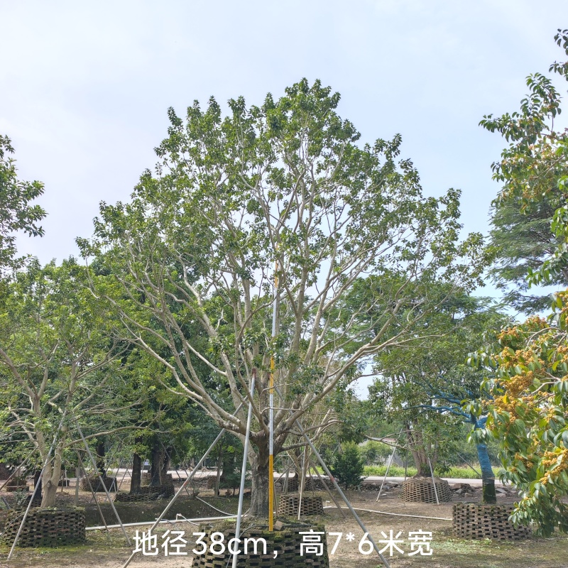 2509特选单杆多杆丛生矮分枝铁冬青红果冬青