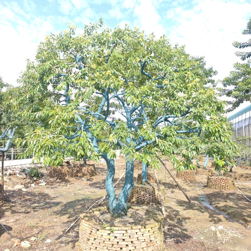 2509特选单杆多杆丛生矮分枝铁冬青红果冬青