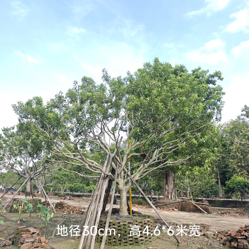 2509特选单杆多杆丛生矮分枝铁冬青红果冬青