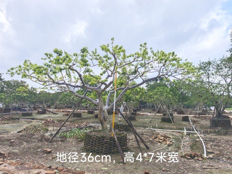 2509特选单杆多杆丛生矮分枝铁冬青红果冬青