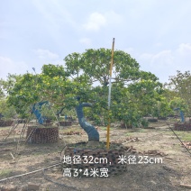 2509特选古桩弯杆斜飘临水造型红果铁冬青
