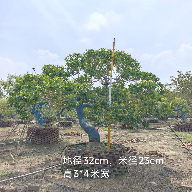 2509特选古桩弯杆斜飘临水造型红果铁冬青