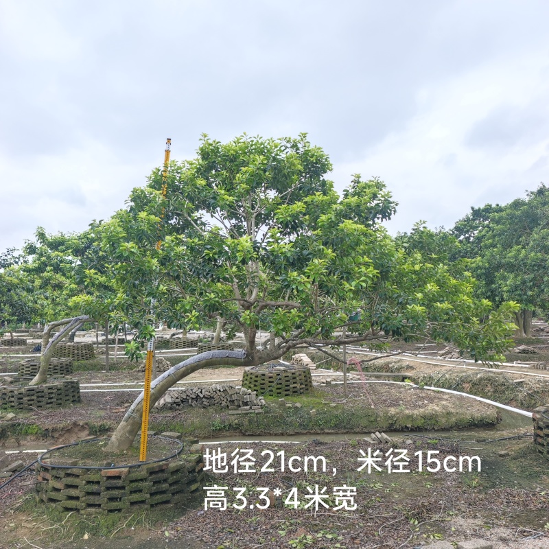 2509特选古桩弯杆斜飘临水造型红果铁冬青